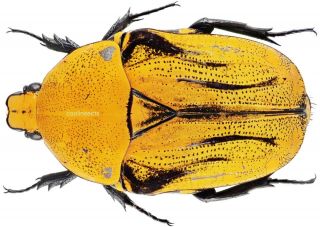 Insect - Cetonidae Euchroea Benezechi - Madagascar - Ex.  Type Female 30mm.