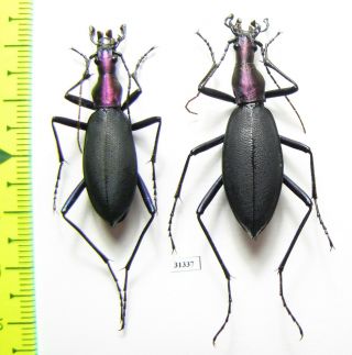 Carabidae,  Carabus (damaster) Blaptoides Babaianus,  Pair,  Japan