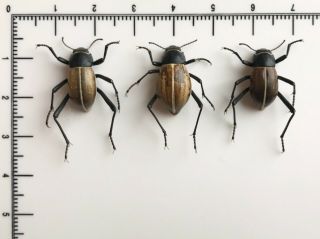 Onymacris Marginipennis - Namibia - Trio - Coleoptera,  Tenebrionidae