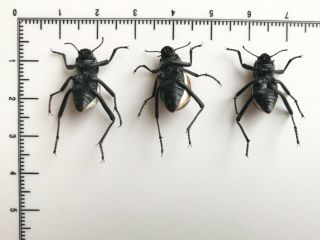 Onymacris marginipennis - Namibia - trio - Coleoptera,  Tenebrionidae 2