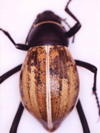 Onymacris marginipennis - Namibia - trio - Coleoptera,  Tenebrionidae 3