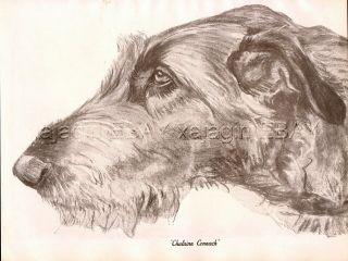 Dog Irish Wolfhound,  Named Exquisite Portrait,  1930s Art Print