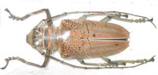 Cerambycidae Rosenbergia Weiskei A1 49mm (west Papua)