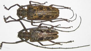 Cerambycidae Batocera Thomae Pair A1 Male 72mm Female 74mm (buru,  Indonesia) Xl