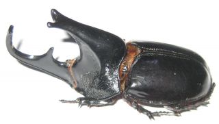Dynastidae Trichogomphus Lunicollis Alcides Male A1 65mm (borneo)