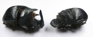 Heliocopris Gigas Andersoni Pair With Male 49mm Female 46mm (scarabaeidae)