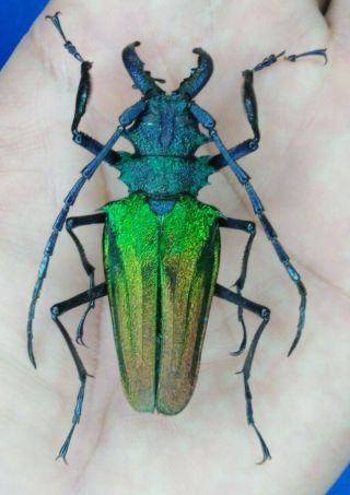Coleoptera Cerambycidae Psalidognathus Superbus Male 57mm From - Peru