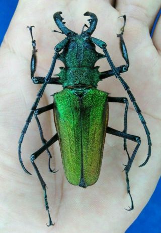 Coleoptera Cerambycidae Psalidognathus Superbus Male 61.  5mm From - Peru