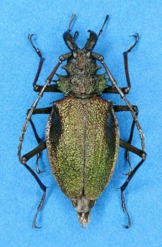 Coleoptera Cerambycidae Psalidognathus Superbus 55mm From - Peru