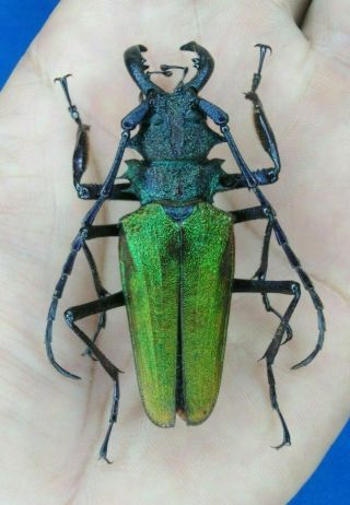 Coleoptera Prioninae Psalidognathus Superbus 60mm A1 From - Peru