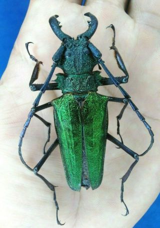 Coleoptera Prioninae Psalidognathus Superbus 62mm From From - Peru