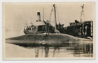 Rppc Whaling Station Dead Whale Hunt Harpoon Steamer Life Boat Mammal Real Photo