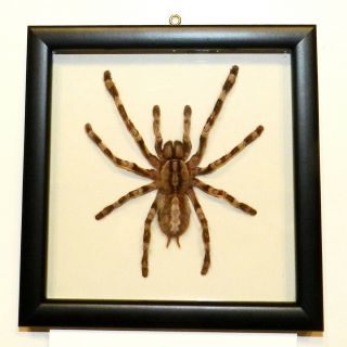 Poecilotheria Regalis.  Real Spider In A Frame Made Of Expensive Wood.