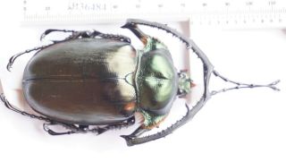 B36484 - Dynastidae: Cheirotonus Jansoni Ps.  Beetles Cao Bang Vietnam 74mm