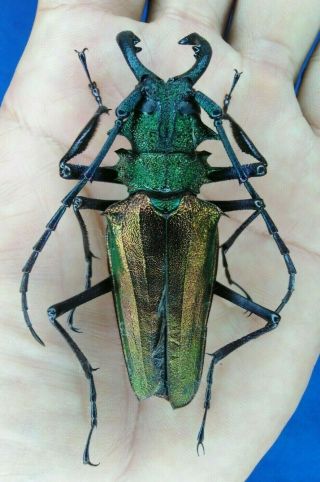Coleoptera Cerambycidae Psalidognathus Superbus 67mm Male From - Peru