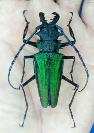 Coleoptera Cerambycidae Psalidognathus Superbus 58mm Male From - Peru