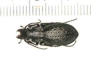 Carabidae Carabus Rhigocarabus Sp.  Nw Yunnan (2)