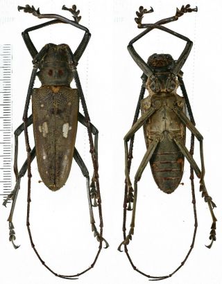 Batocera Thomsonii - Cerambycidae 56mm From Siberut Island,  Mentawai,  Indonesia