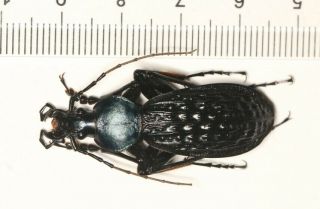 Carabidae Carabus Coptolabrus Apotomopterus Guangxi (8)