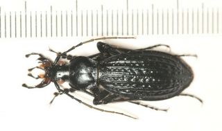 Carabidae Carabus Coptolabrus Apotomopterus Guangxi (4)