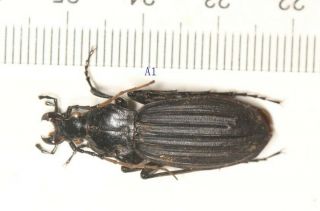 Carabidae Carabus Coptolabrus Apotomopterus Yunnan (1)