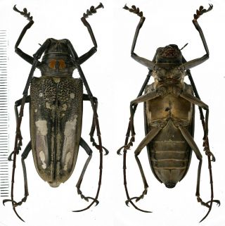 Batocera Celebiana - Cerambycidae 54mm From Obi Island,  Indonesia