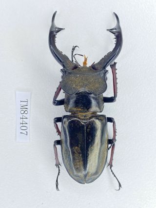 Tm84407 Lucanidae Lucanus Furcifer 66mm E Tibet