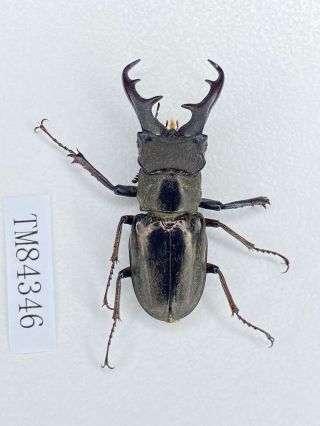 Tm84346 Lucanidae Lucanus Nosei 33mm Dulongjiang Yunnan
