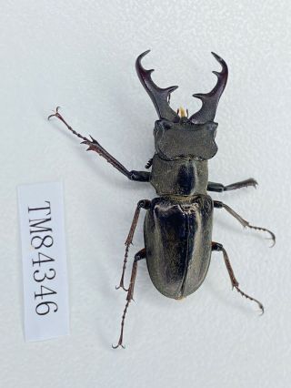 Tm84346 lucanidae lucanus nosei 33mm Dulongjiang Yunnan 3