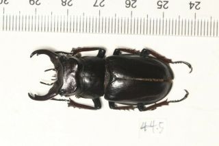 Lucanidae Lucanus Imitator Tibet 44.  5mm