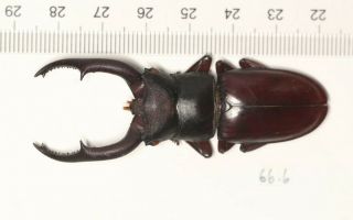 Lucanidae Hexarthrius Sp.  West Yunnan 66.  6mm