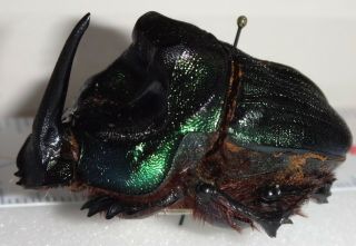 Scarabaeidae Coprophanaeus Ensifer 42.  3mm Paraguay Du - 3 Dung Beetle Heliocopris