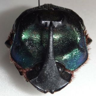 Scarabaeidae Coprophanaeus Ensifer 42.  7mm Paraguay Du - 6 Dung Beetle Heliocopris
