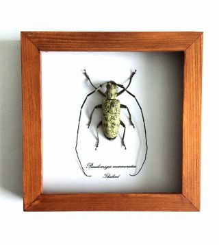Framed Giant Longhorn Beetle (pseudomeges Marmoratus)