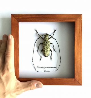 Framed Giant Longhorn Beetle (Pseudomeges Marmoratus) 3