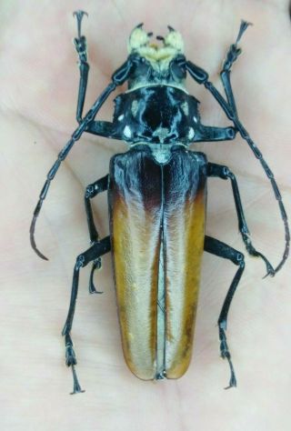 Coleoptera Cerambycidae Prioninae Callipogon Sp.  From Mexico