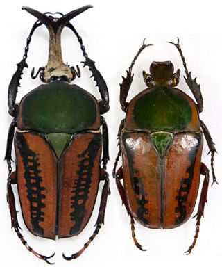 Megalorrhina Harrisi Procera F.  Haroldi 58mm Giant,  Unmounted Beetle