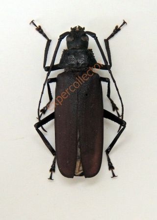 Cerambycidae - Anomophysis Sp From Myanmar Very Rare 851