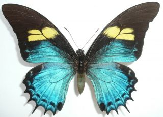 Papilio Androgeus Androgeus Female From Dept.  Loreto,  Peru