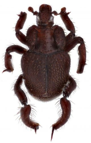 Coleoptera Histeridae Hetaeriinae Pulvinister Sp.  Peru Rare