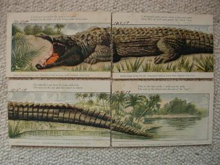 Alligator Installment Postcards - Set Of 4 - Franz Huld Puzzle Series - Complete - 1907