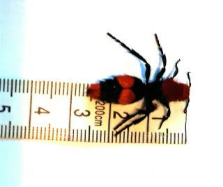 HUGE JUMBO 27.  6mm Dasymutilla occidentalis 2.  7cm Red Velvet Ant Cow Killer TX 2