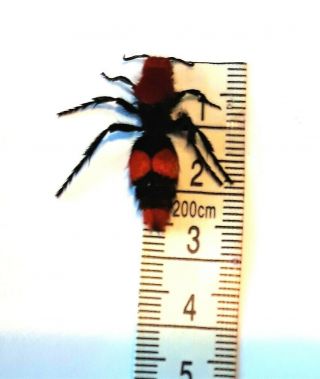 HUGE JUMBO 27.  6mm Dasymutilla occidentalis 2.  7cm Red Velvet Ant Cow Killer TX 3