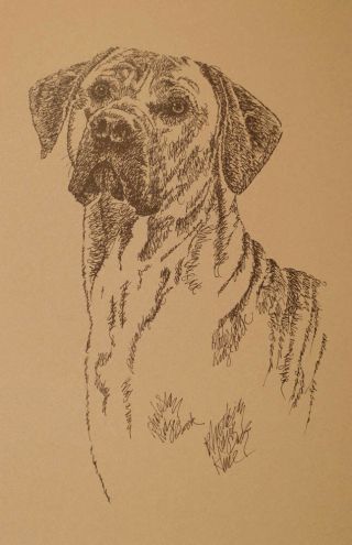 Rhodesian Ridgeback Signed Dog Art 59 Stephen Kline Draws Your Dogs Name.