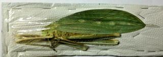 Orthoptera: Arachnacris Regalis Female Giant - Malaysia