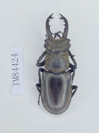Tm84424 Lucanidae Lucanus Dybowski Lhasaensis 45.  5mm Sichuan