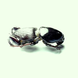 Cerambycidae,  Hypocephalus Armatus Male 60 Mm,  A1
