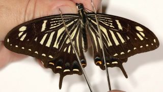 Papilionidae Papilio Benguetanus Very Rare From Luzon Island,  Philippines