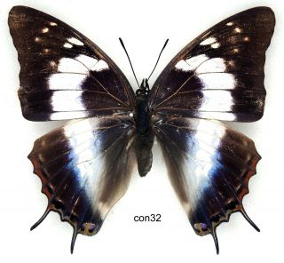 Butterfly - 1 X Mounted Female Charaxes Contrarius - (fm.  Rosae) Good (a1 -)