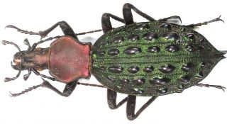 15.  Carabidae - Carabus (coptolabrus) Mirificus Ssp.  Inusitatus … Female